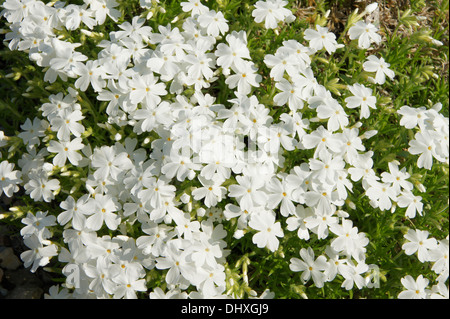 Phlox de montagne Banque D'Images