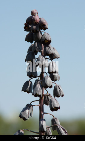 Fritillary persan Banque D'Images