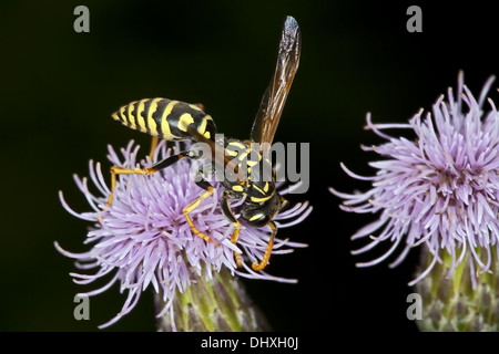 European Paper Wasp, Polistes dominula Banque D'Images