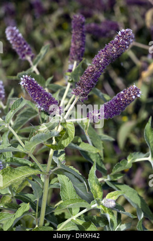 La Menthe Mentha longifolia, Cheval Banque D'Images