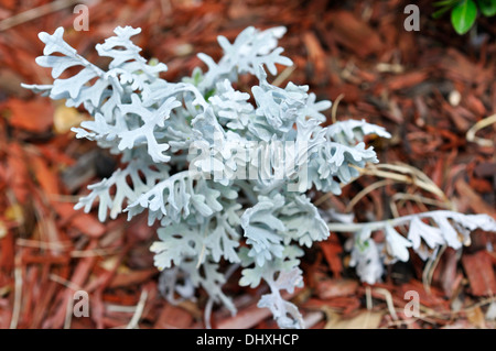 Dusty Miller aka Silver Ragwort - Jacobaea maritima Banque D'Images