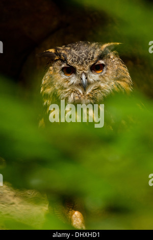 Grand-duc (Bubo bubo) Banque D'Images