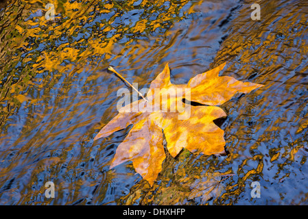 Bigleaf maple leaf à l'Alsea South Fork River, montagnes de la chaîne côtière, de l'Oregon. Banque D'Images