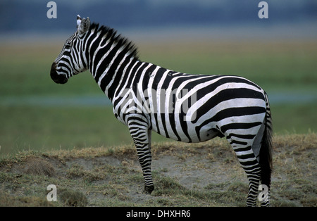Zèbre des plaines (Equus quagga) dans le cratère du Ngorongoro, en Tanzanie, l'Afrique Banque D'Images