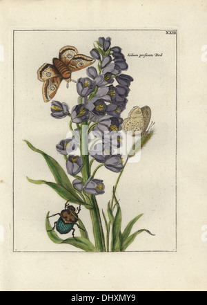 Persian cloches, Fritillaria persica, avec papillon, papillon et coccinelle. Banque D'Images