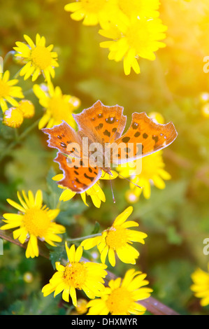 Papillon sur la fleur Banque D'Images