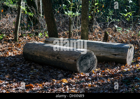 Sciage située le long d'un sentier latéral à gorges State Park en Caroline du Nord [Transylvania Comté] USA Banque D'Images