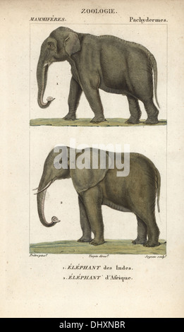 L'éléphant indien, Elephas maximus indicus (en voie de disparition), et bush africain ou de savane, l'éléphant Loxodonta africana (vulnérable) Banque D'Images
