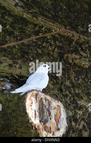 La sterne blanche perchée sur branche d'arbre à Lord Howe Island, Australie Banque D'Images