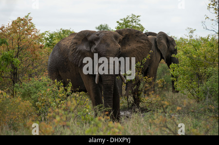 Deux taureaux éléphants à un point d'eau naturel et permanent face à huis clos Banque D'Images