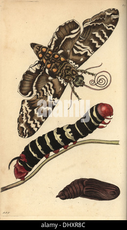 Papillon sphinx rustique, Caterpillar et la nymphe, Manduca rustica. Banque D'Images