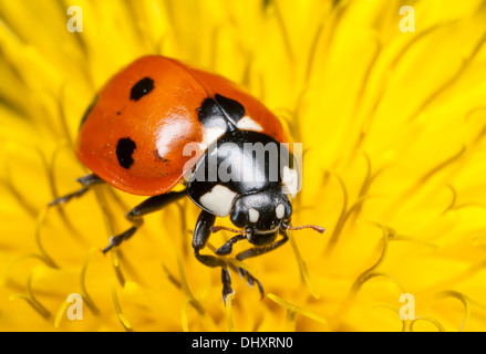 Une photo en gros plan d'un 7-spot coccinelle (Coccinella septempunctata) sur le pissenlit fleurir. Banque D'Images