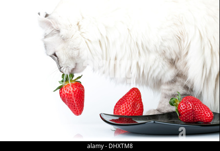 Chat blanc mange soigneusement de fraises rouges frais plaque noire Banque D'Images