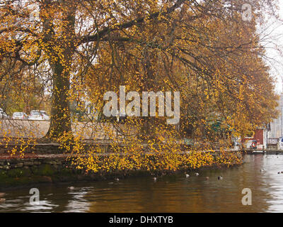 Le lac Windermere, Cumbria, Royaume-Uni. 15 novembre 2013. Dernières traces de couleurs d'automne sur le lac Windermere. Credit : Sue Burton/Alamy Live News Banque D'Images