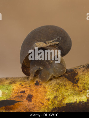 Étang d'errance dans l'aquarium sous-marin de l'escargot Banque D'Images