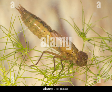 Hawker Aeshna nymphe de libellule prise dans un aquarium photographique et retournés sains et saufs Banque D'Images