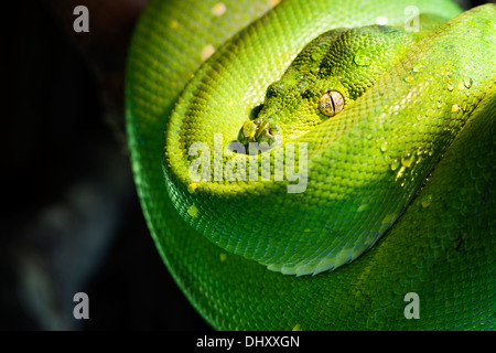 Green Tree python dans un zoo Banque D'Images