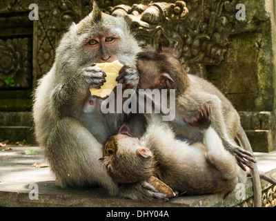 Famille de Long-Tailed Macaque Banque D'Images