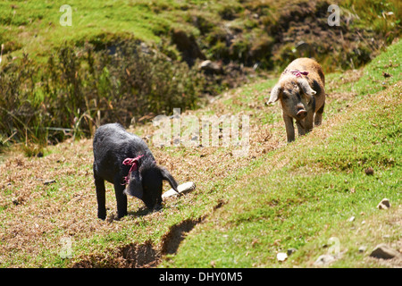 Les porcs sur les terres agricoles dans les Andes péruviennes, l'Amérique du Sud. Banque D'Images