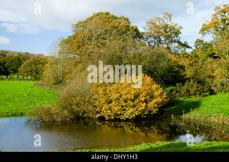 Décor de l'automne Saint Hilaire, près de Bridgend, Vale of Glamorgan, Pays de Galles du Sud. Banque D'Images