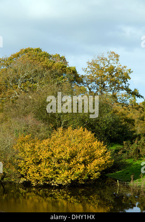 Décor de l'automne Saint Hilaire, près de Bridgend, Vale of Glamorgan, Pays de Galles du Sud. Banque D'Images