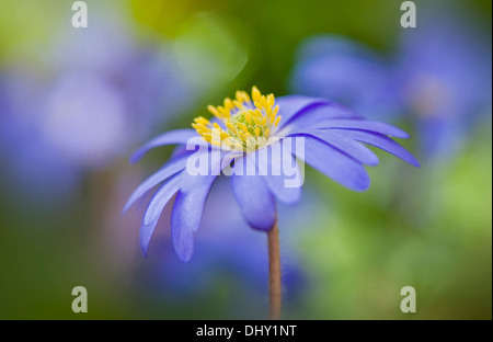 Anémone blanda fleur bleu unique Banque D'Images