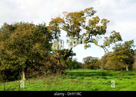 Décor de l'automne Saint Hilaire, près de Bridgend, Vale of Glamorgan, Pays de Galles du Sud. Banque D'Images