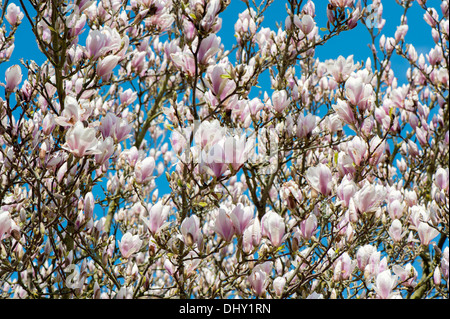 Magnolia fleurs Printemps rose Banque D'Images