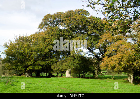 Décor de l'automne Saint Hilaire, près de Bridgend, Vale of Glamorgan, Pays de Galles du Sud. Banque D'Images