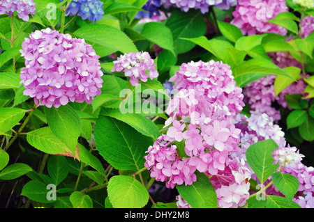 Hortensias en fleurs bush Banque D'Images