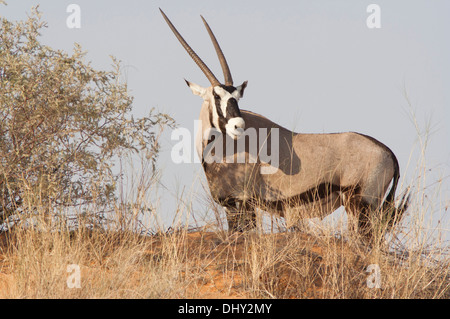 Oryx sur une dune rouge dans le désert du Kalahari Banque D'Images