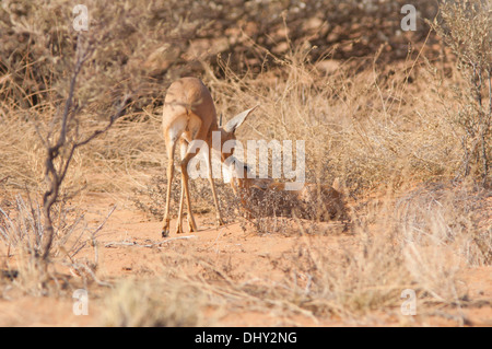 Une paire d'accouplement de dik-diks sur les dunes rouges dans le désert du Kalahari Banque D'Images