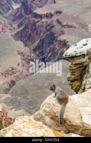 Rare Grand Canyon vue avec un rez sur le premier plan d'écureuil Banque D'Images