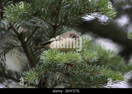 Roitelet à couronne rubis perché en sapin dans Wyoming Banque D'Images