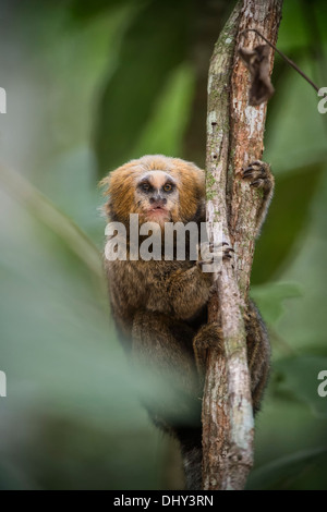 Ouistiti à tête de Buffy (Callithrix flaviceps), endémiques, menacées d'Caratinga, Minas Gerais, Brésil Banque D'Images