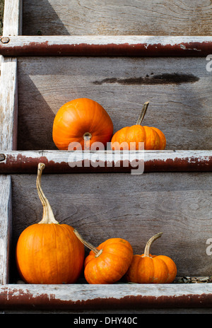 Citrouilles fraîchement cueillies sur un affichage rustique Banque D'Images