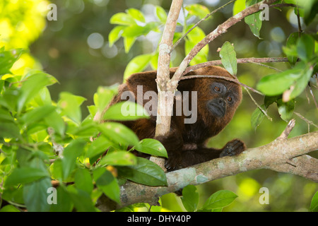 Le sud de Brown (singe hurleur Alouatta guariba clamitans), Caratinga, Minas Gerais, Brésil Banque D'Images