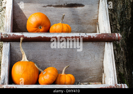 Citrouilles fraîchement cueillies sur un affichage rustique Banque D'Images