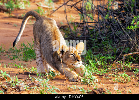 Lion (Pantera Leo), Samburu National Reserve, Kenya Banque D'Images