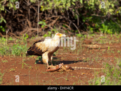 Aigle (Aquila rapax) avec lézard, Réserve nationale de Samburu, Kenya Banque D'Images