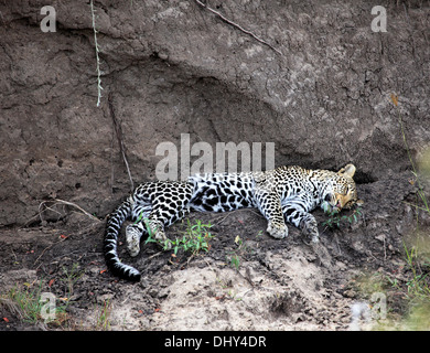 Leopard (Panthera pardus), Maasai Mara National Reserve, Kenya Banque D'Images