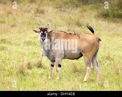 Éland commun (Taurotragus oryx), Maasai Mara National Reserve, Kenya Banque D'Images