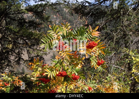 Western mountain ash dans le Wyoming Banque D'Images