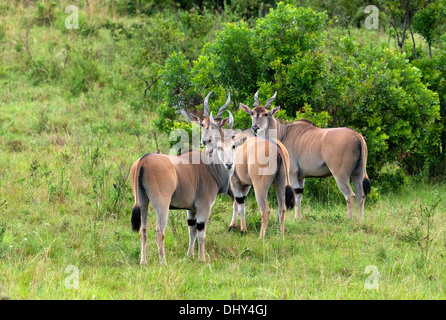 Éland commun (Taurotragus oryx), Maasai Mara National Reserve, Kenya Banque D'Images