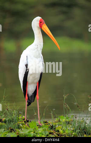 Yellow-billed Stork (Mycteria ibis), le lac Naivasha, Nakuru, Kenya Comté Banque D'Images