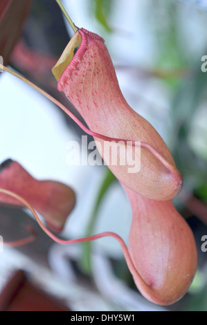 Carnivores prédateurs, Heliamphora orchid à partir de l'Equateur Banque D'Images