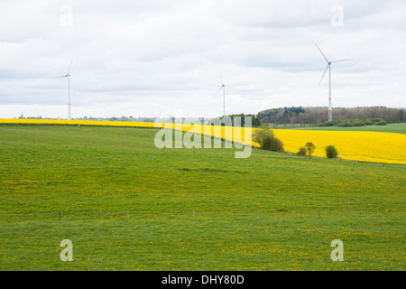 Belgique Les champs marqués d'un coleseed et éoliennes Banque D'Images