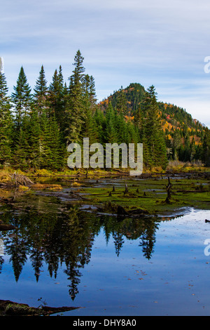 Paysage de tourbière dans le parc national Jacques Cartier-Canada Banque D'Images