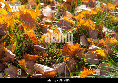 Bel Automne en Finlande Banque D'Images