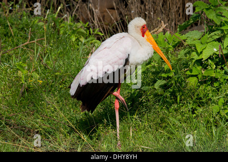 Bec jaune cigogne, le lac Nakuru, Kenya Banque D'Images